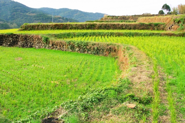 農地（田畑）